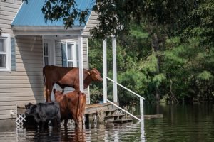 Cows standing on front porch to get out of standing water